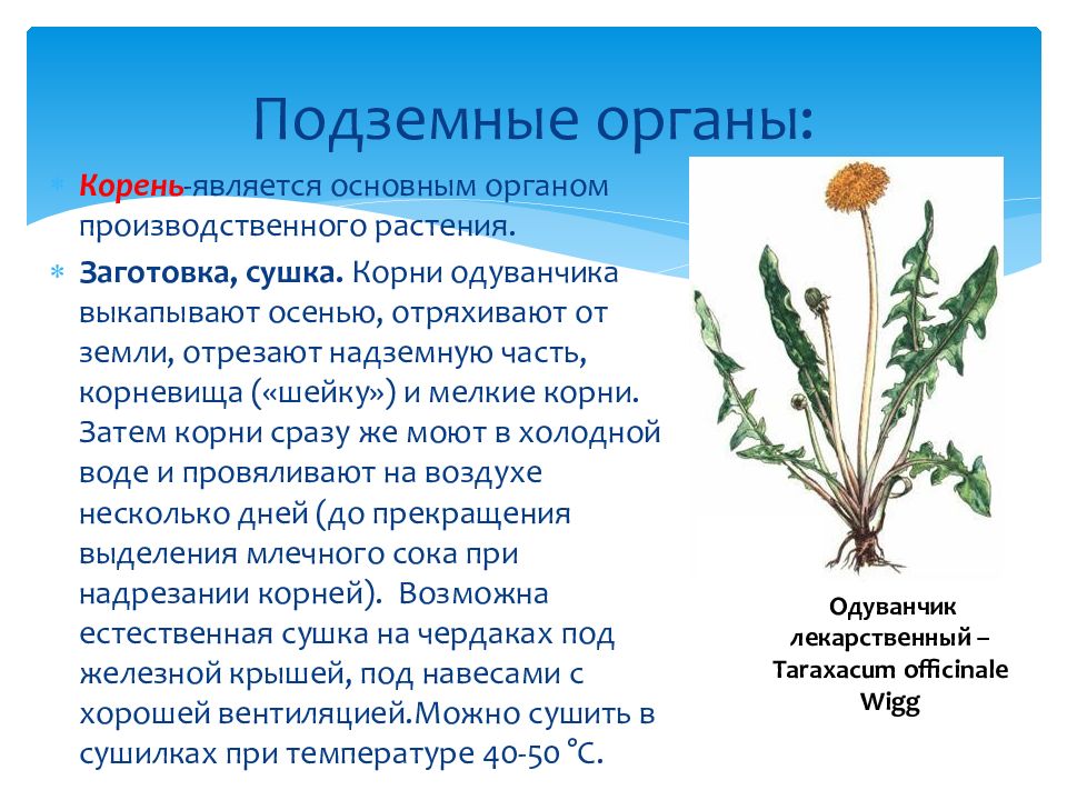 Явиться корень. . Подземные органы (корни, корневища) заготавливают. Подземные органы растений. Подземные органы корень одуванчика.