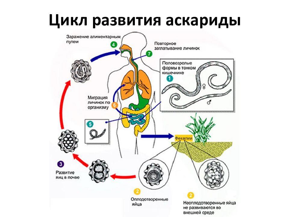 Какой вред могут причинить взрослые аскариды человеку. Циклы развития паразитических червей. Цикл развития аскариды схема.