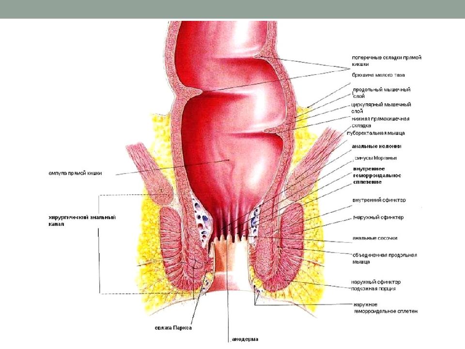 Прямая кишка анатомия презентация