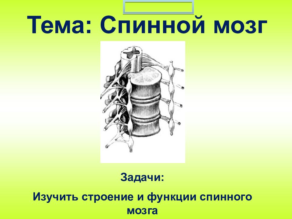 Презентация тема спинной мозг