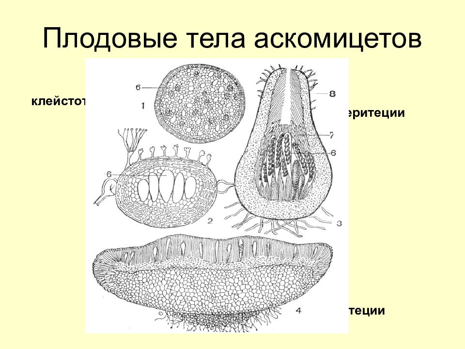 Плодовое тело. Апотеции перитеции клейстотеции. Плодовое тело грибов клейстотеций. Типы плодовых тел аскомицетов. Перитеций аскомицетов.