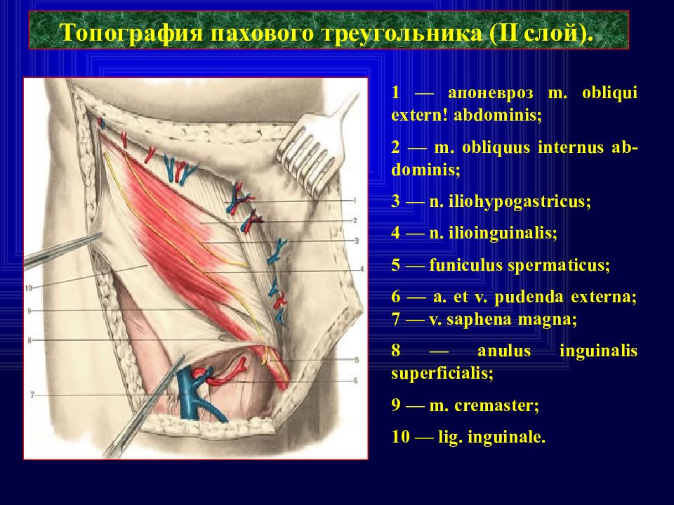 Паховый канал. Стенки пахового канала топографическая анатомия. Строение пахового канала. Мышцы пахового канала.