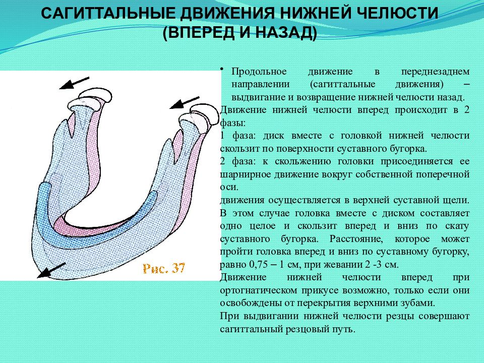 Нижний направление. Сагиттальные движения нижней челюсти. Сагиттальные движения нижней челюсти ВНЧС. Движение головки нижней челюсти. Характер перемещения суставных головок при движениях нижней челюсти.