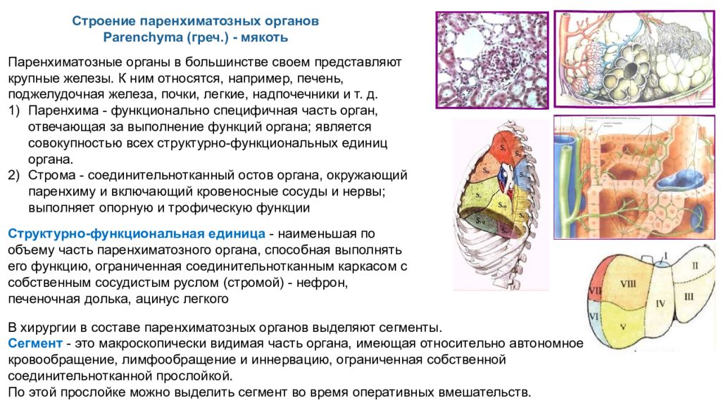 Строение паренхиматозных органов. Структурно функциональные единицы паренхиматозных органов. Строение стромы паренхиматозных органов. Легкие паренхиматозный орган.