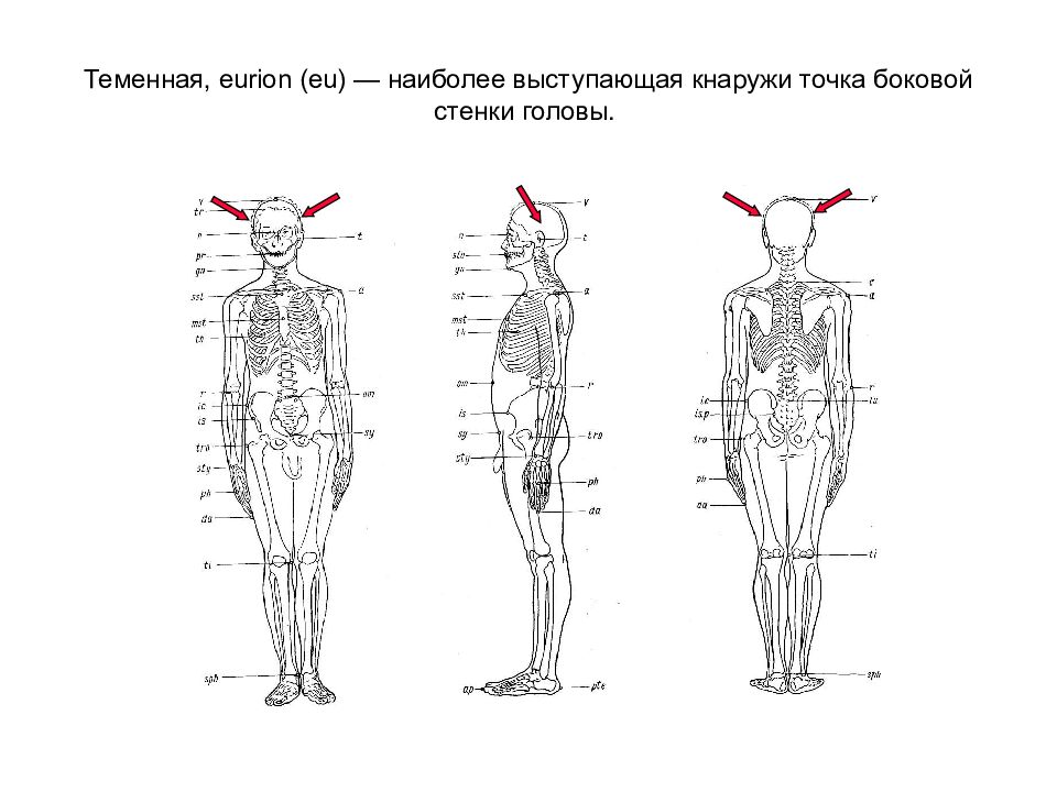 Боковая точка. Точка Eurion. Теменная точка в антропологии. Вспомогательные боковые парные точки eu-Eurion. Антропос схема.