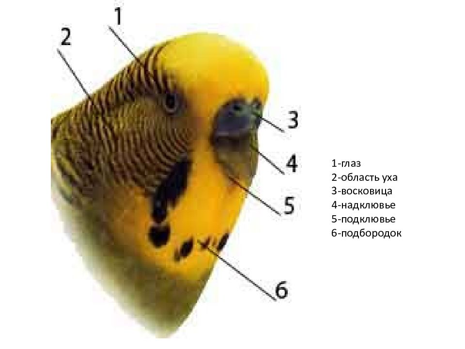 Где уши у попугая волнистого находятся фото