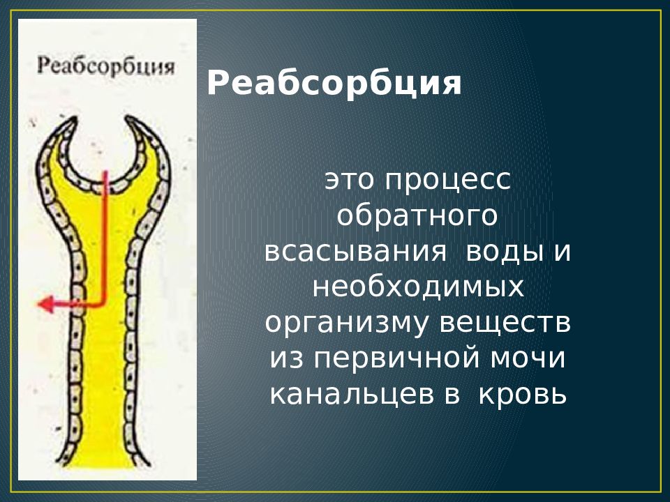 Реабсорбция это. Абсорбция и реабсорбция. Процесс реабсорбции заключается в. Адсорбция и реабсорбция биология. Адсорбция и реабсорбции.