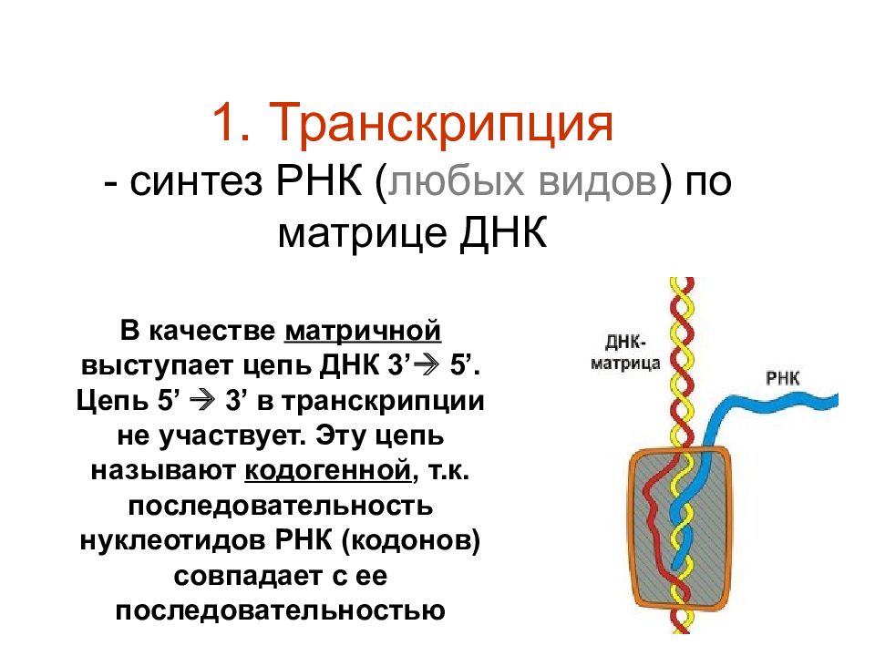 На какой днк синтезируется рнк. Синтез рнк. синтез рнк транскрипция. синтез матричной рнк. синтез рнк на матрице днк.