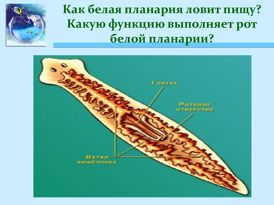 Белая планария план