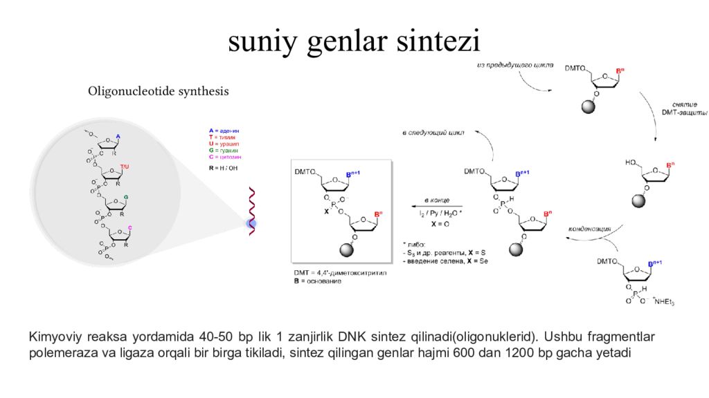 DNK ning tuzilishi va DNK replikatsiyasi suniy genlar sintezi