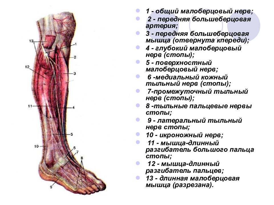 Глубокий малоберцовый нерв. Малоберцовый нерв иннервация кожи. Малоберцовый нерв анатомия схема. Иннервация малоберцового нерва. Топографическая анатомия малоберцового нерва.