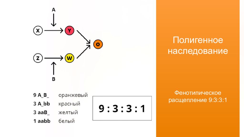 1 1 1 1 какое расщепление. Полигенным типом наследования. Полигенный Тип наследования. Механизм наследования полигенных признаков. Схема полигенного наследования.