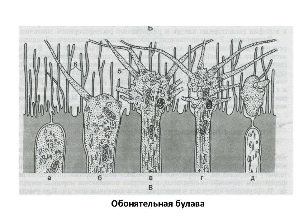 Органы чувств гистология рисунки