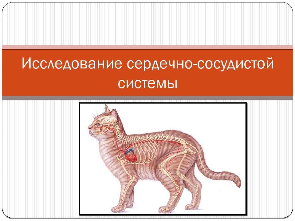 Исследование сердечно-сосудистой системы
