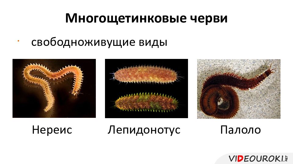 Свободноживущие. Класс многощетинковые черви. Черты приспособления многощетинковых червей. Жизненный цикл многощетинковых червей.