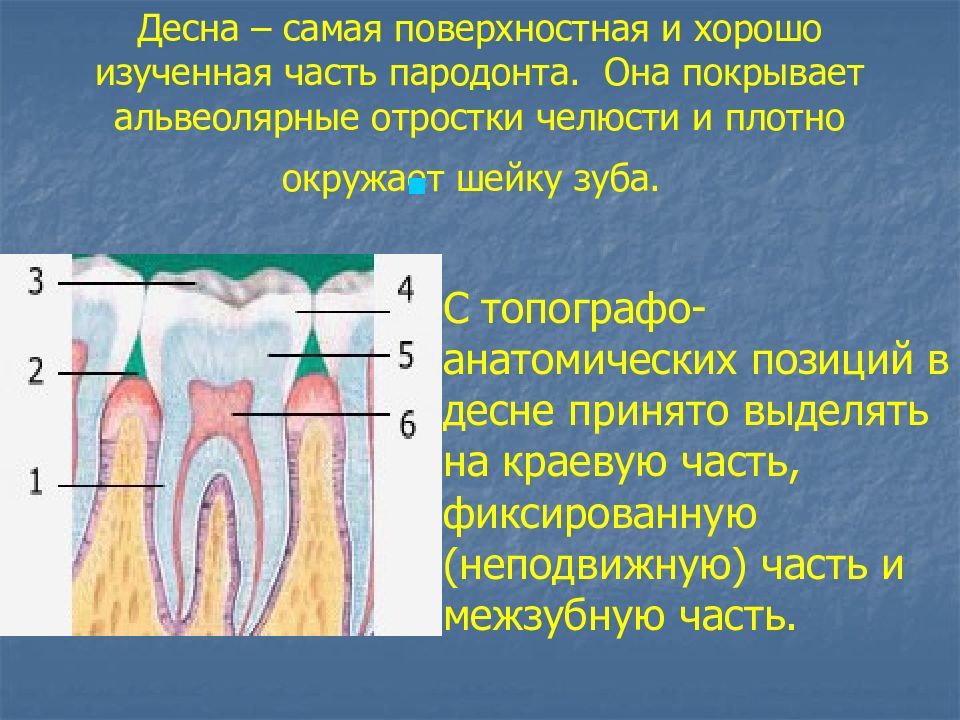 Какую функцию выполняет шейка зуба. Строение пародонта. Пародонт анатомия. Строение тканей пародонта.