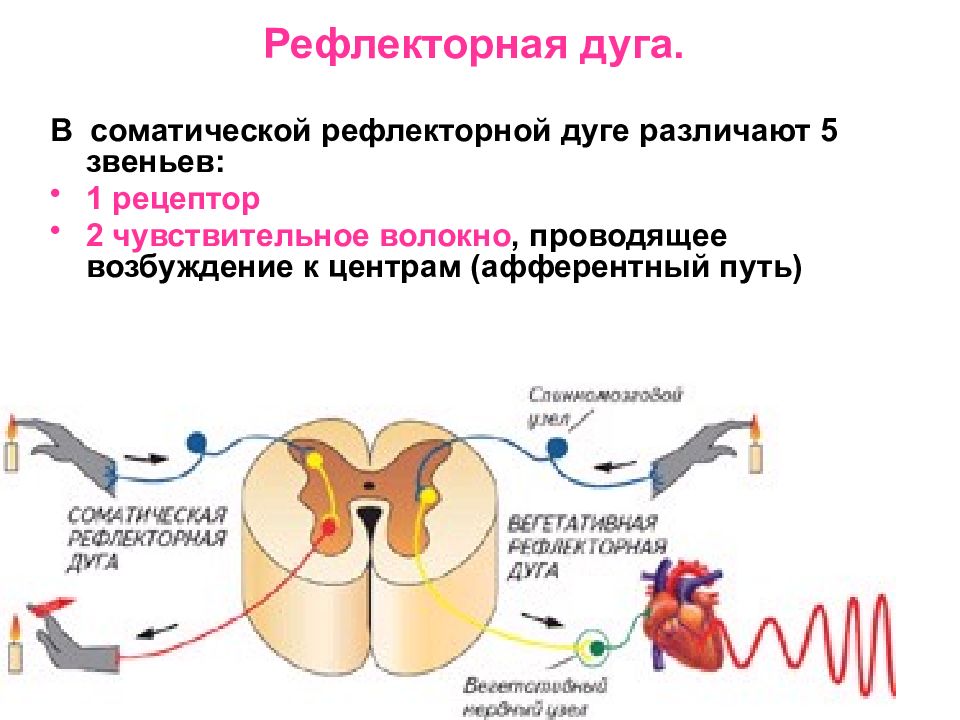 Обозначь какими цифрами на рисунке обозначены следующие составные части дуги рефлекса спинной мозг