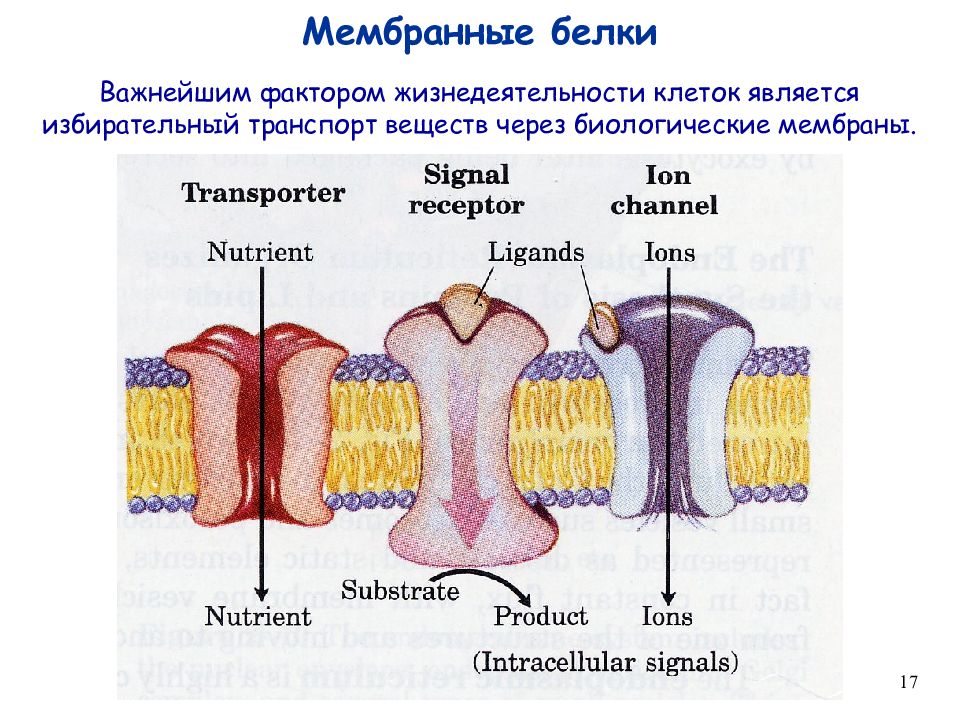 Мембранный белок. Избирательный транспорт веществ. Избирательный транспорт веществ осуществляется. Мембранные белки. Избирательный транспорт веществ в клетку.
