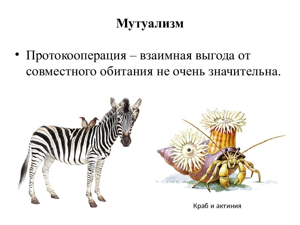 Протокооперация это примеры. Мутуализм и протокооперация. Мутуализм комменсализм. Протокооперация это в экологии. Примеры протокооперации в биологии у животных.