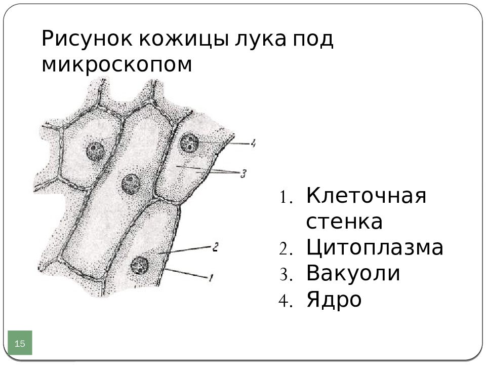 Клетки чешуи лука рисунок