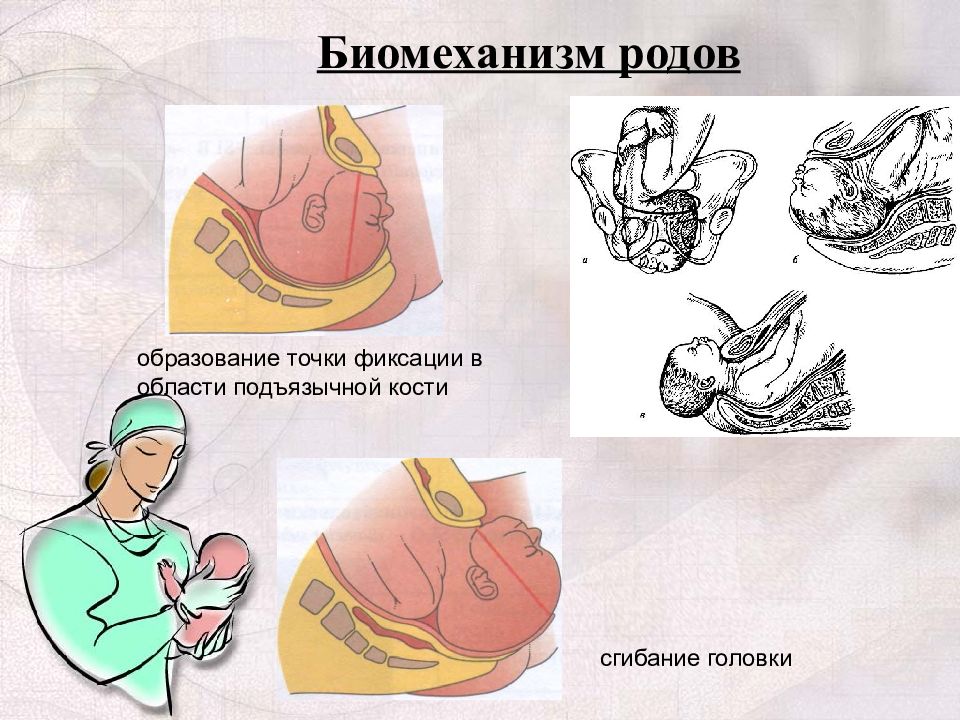 Презентация головка плода