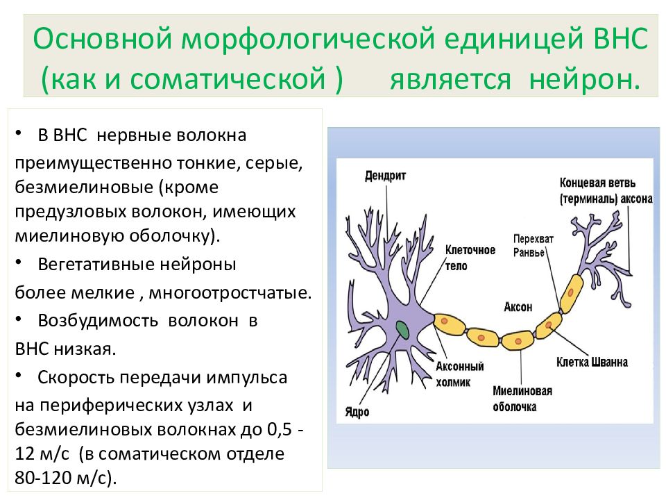 Вегетативная нервная система физиология. Морфологической единицей нервной системы является. Вегетативный ганглий содержит Нейроны. Морфологические единицы.