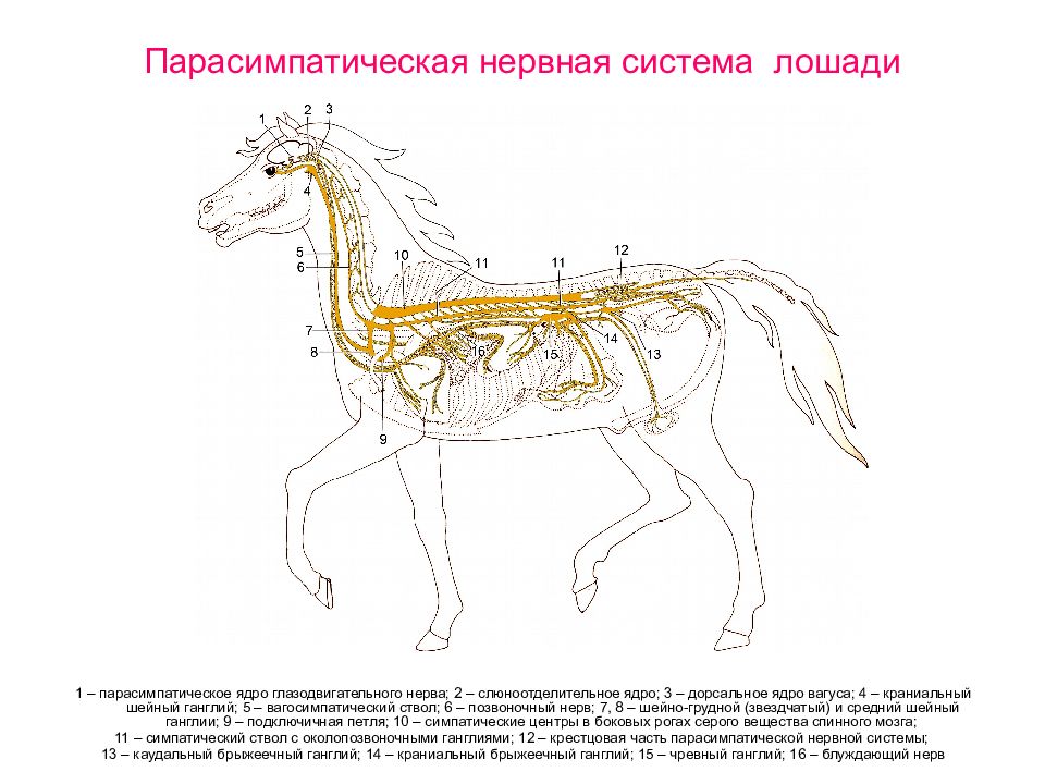 Нервная система собаки схема