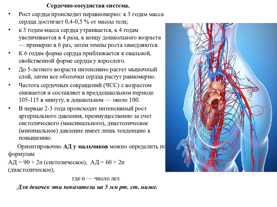 Проект сердечно сосудистая система