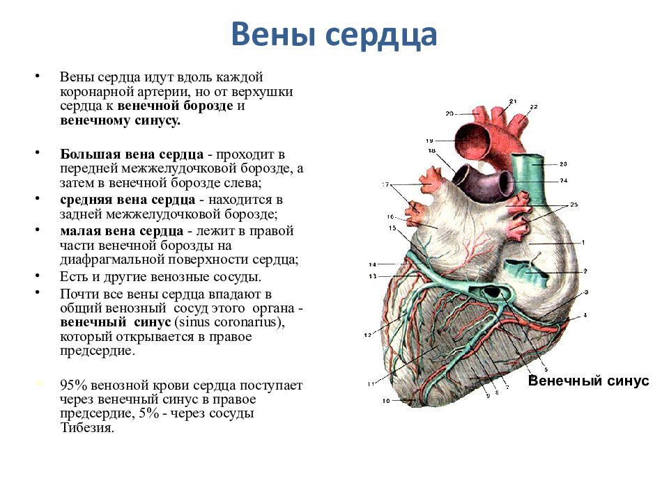 Сердце на вене