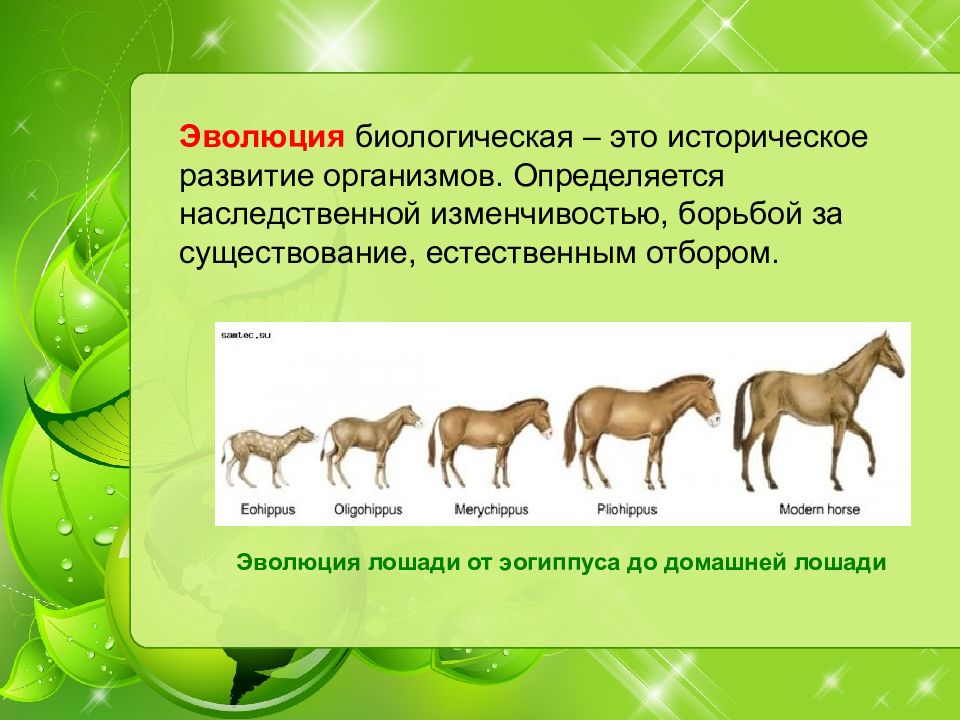 Презентация по биологии 7 класс доказательства эволюции животного мира учение ч дарвина