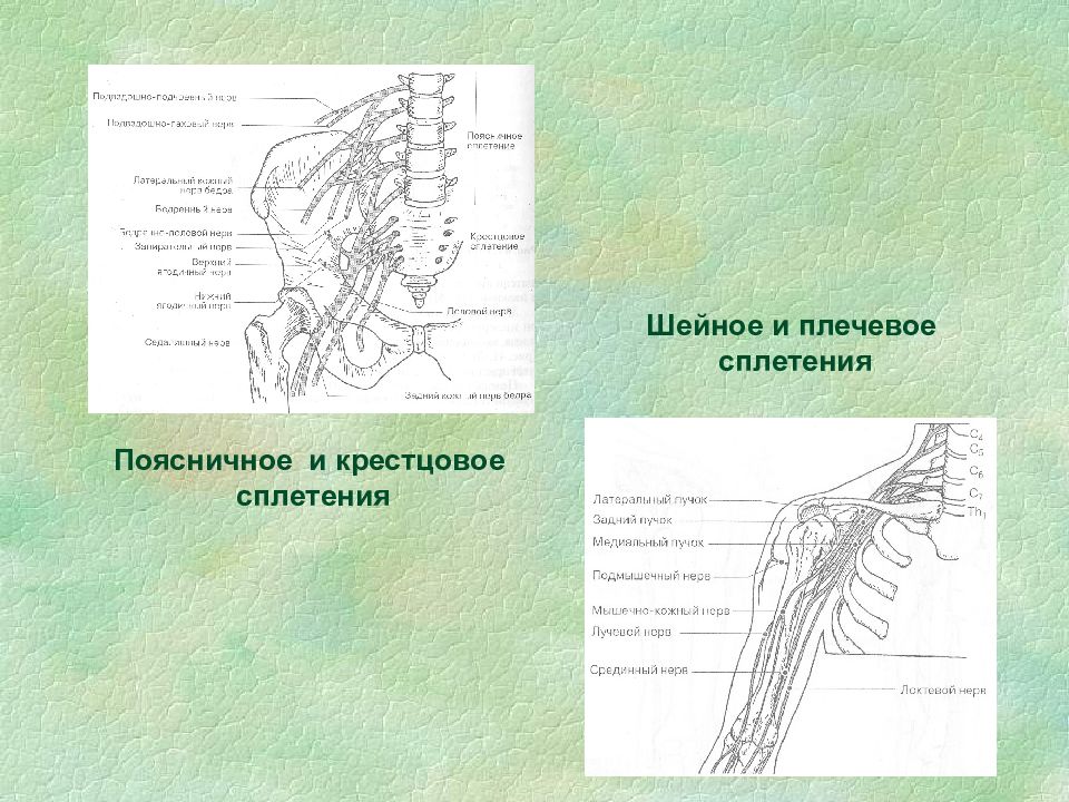 Крестцовое сплетение презентация