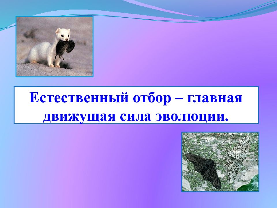 Естественный отбор – главная движущая сила эволюции.