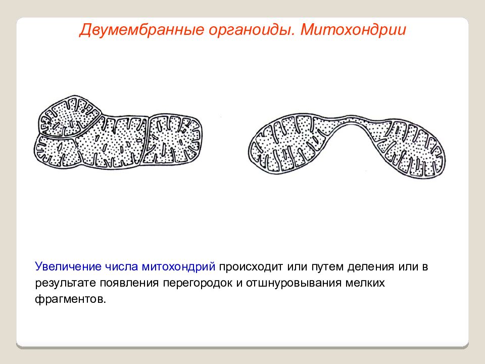 Пластиды митохондрии органоиды. Двумембранные органоиды пластиды. Теория двумембранные органоиды. Митохондрии двумембранные органоиды. Двумембранные органеллы митохондрии пластиды.