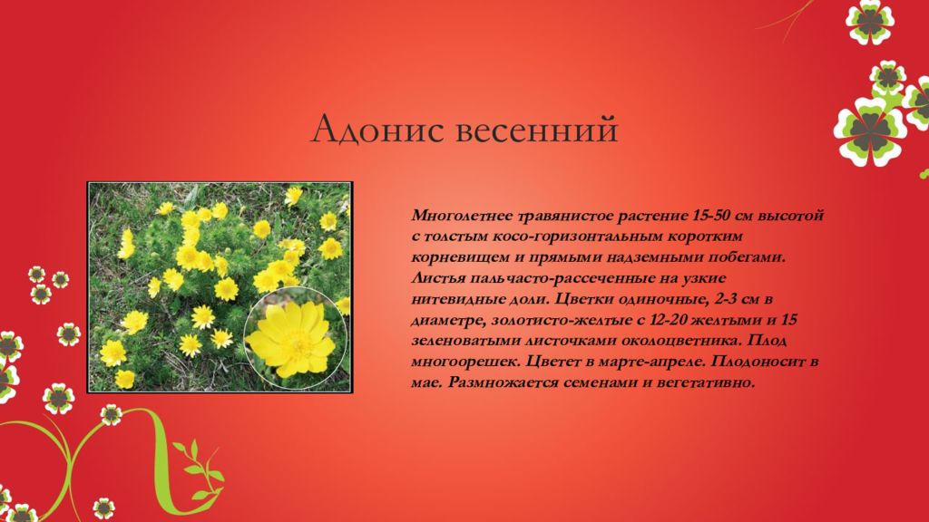 Красная книга донбасса растения описание и фото