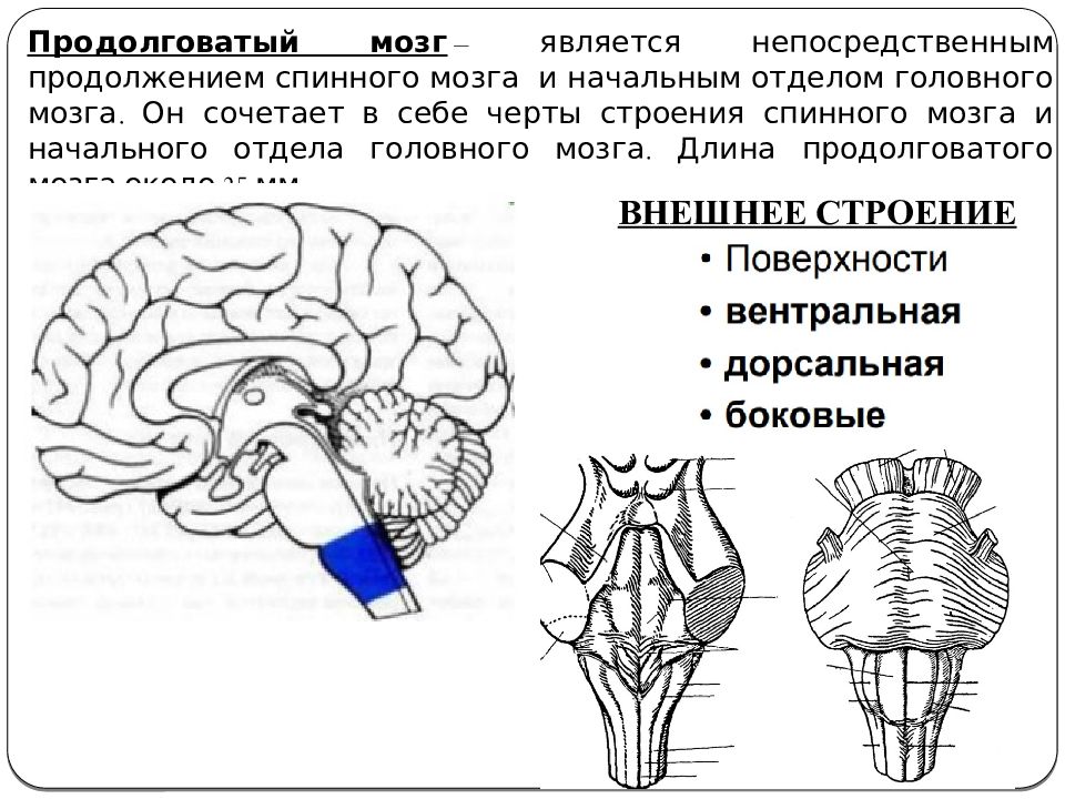 Вентральная поверхность продолговатого мозга. Продолговатый мозг строение и функции. Продолговатый мост строение и функции.