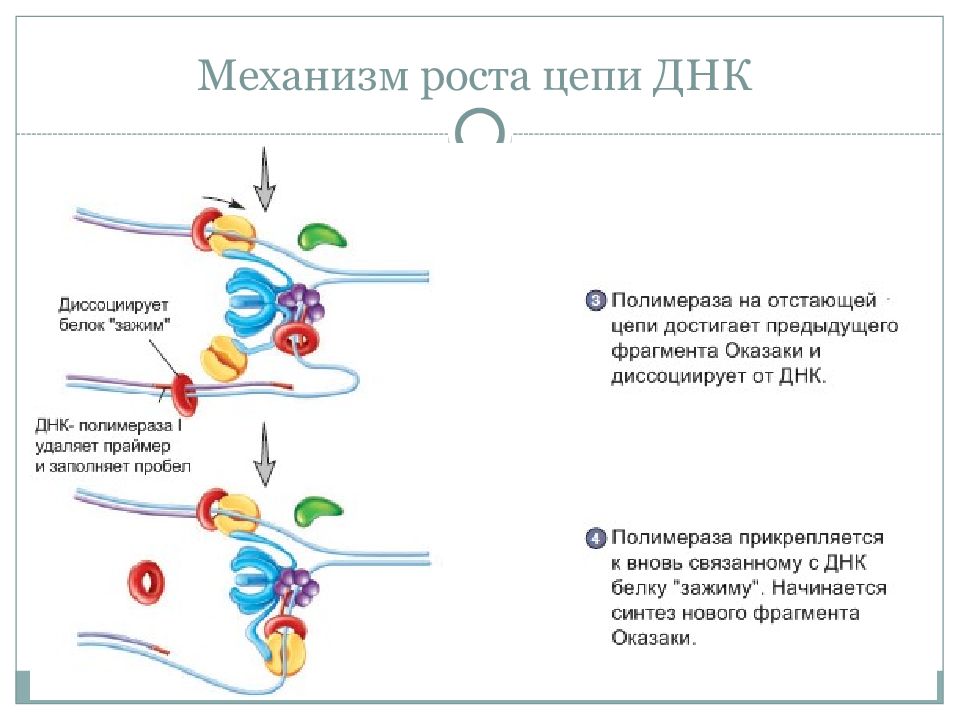 Механизмы роста. Механизм роста цепи. Рост цепи ДНК. Онлайн цепь ДНК.