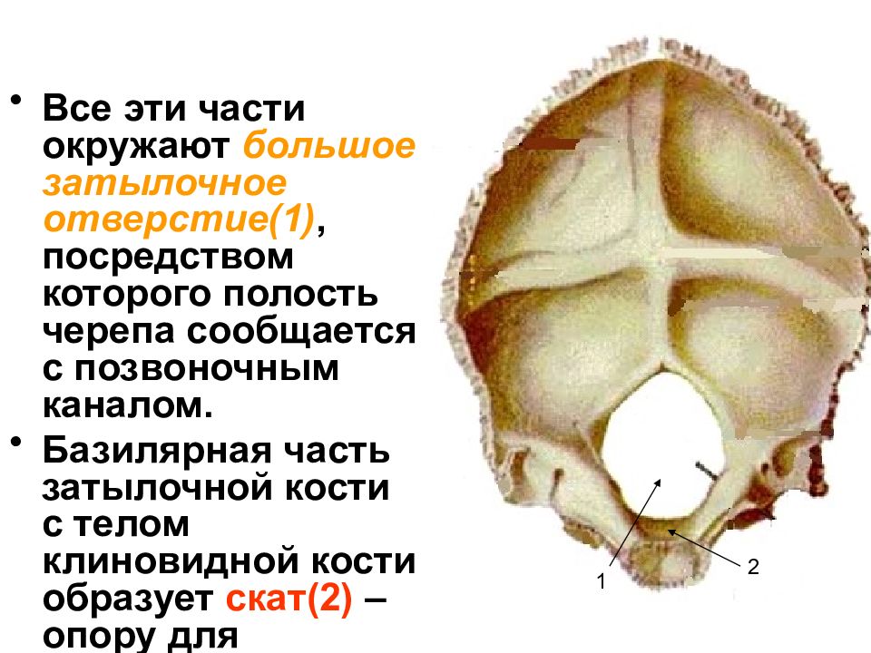 Полости черепа