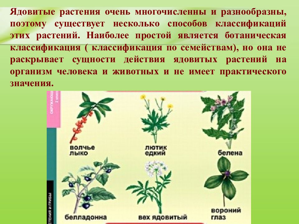 Ядовитые растения картинки для презентации