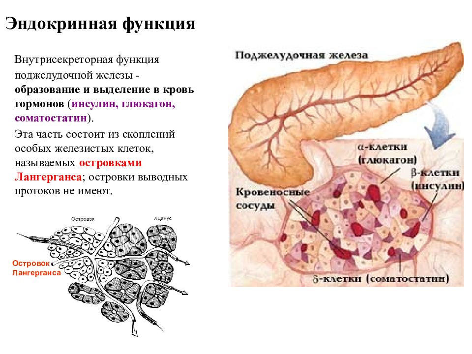 Афо поджелудочной железы презентация