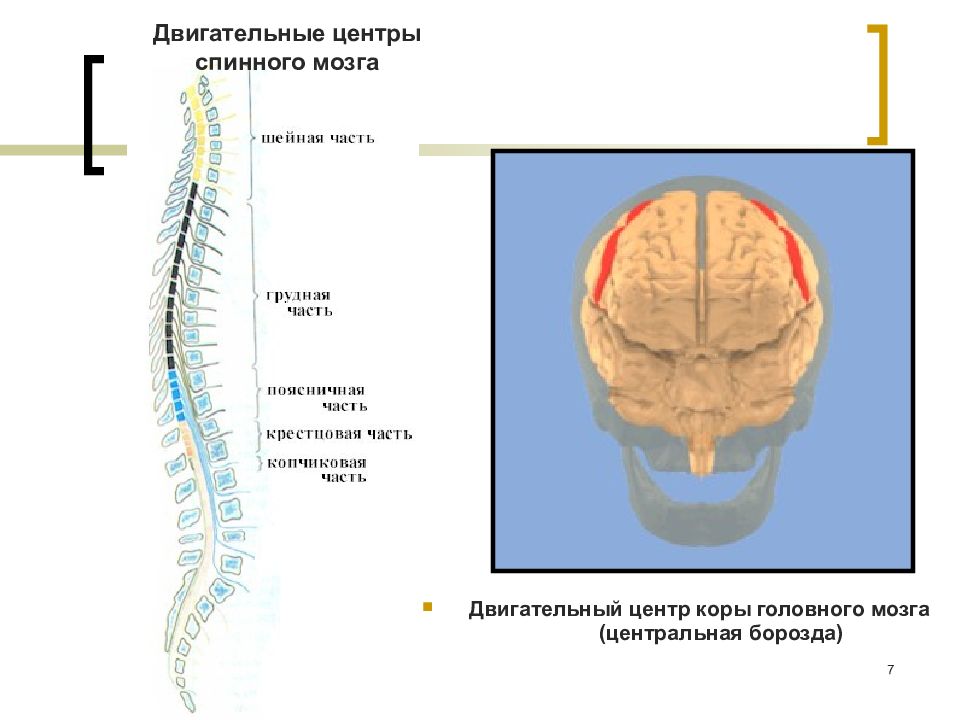 Локализация спинного мозга
