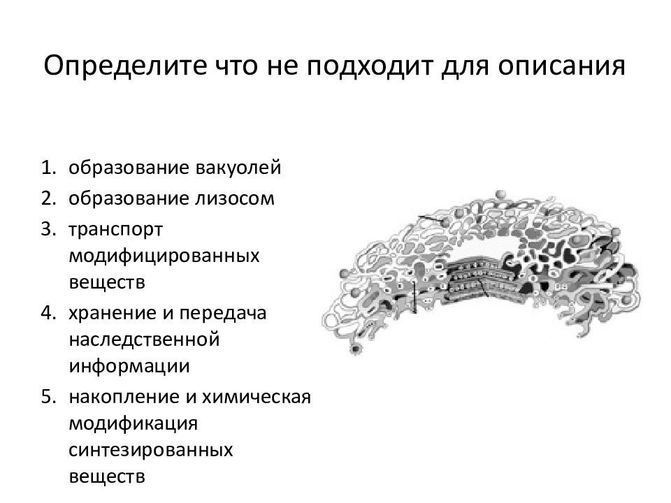 К одномембранным органоидам клетки относятся. Перечислите органоиды клетки. Химическая модификация веществ органоид. Накопление и химическая модификация синтезированных веществ. Органелла накапливающая синтезирующие вещества.