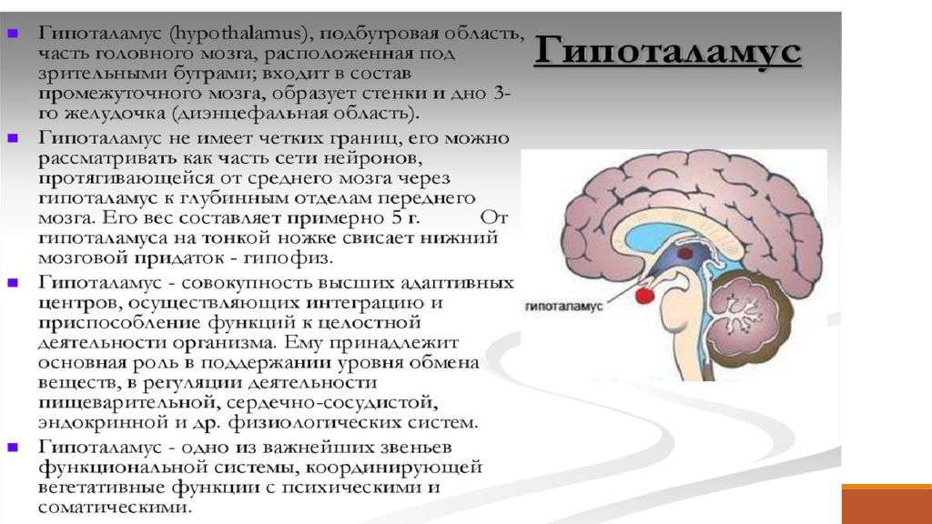 Гипоталамус что это. Гипоталамус эндокринная система. Гипоталамус функции. Эндокринная железа в мозге. Гормоны гипоталамуса и их функции.