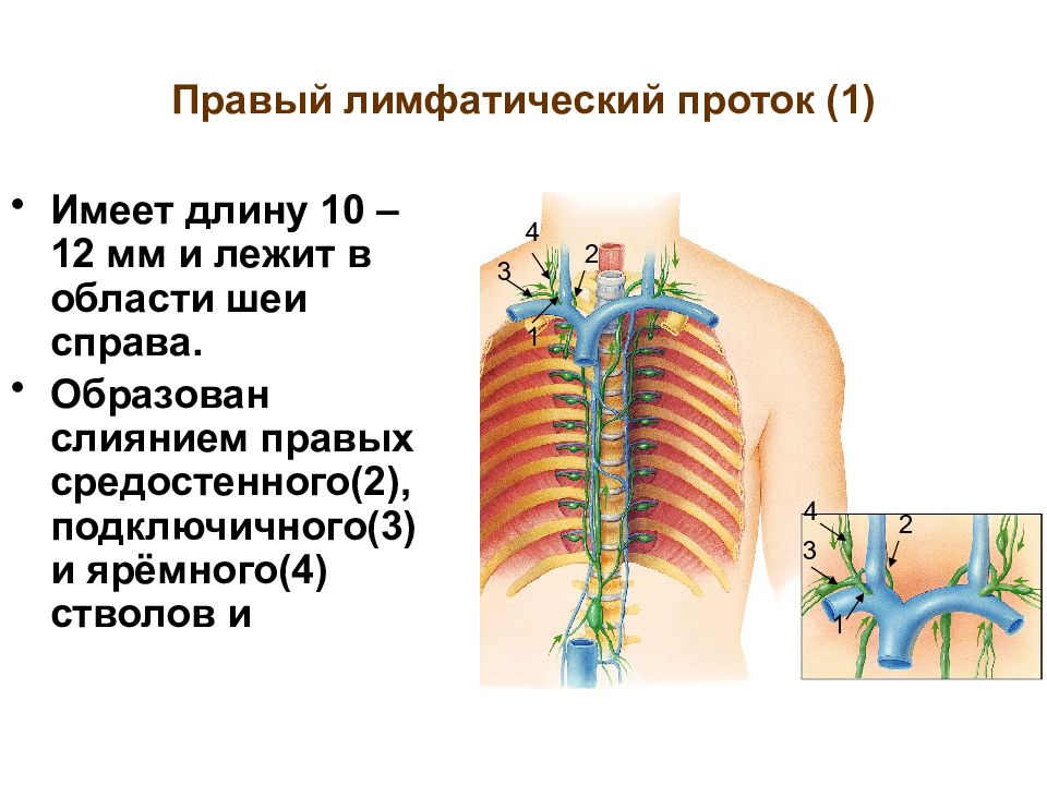 Лимфатические протоки схема