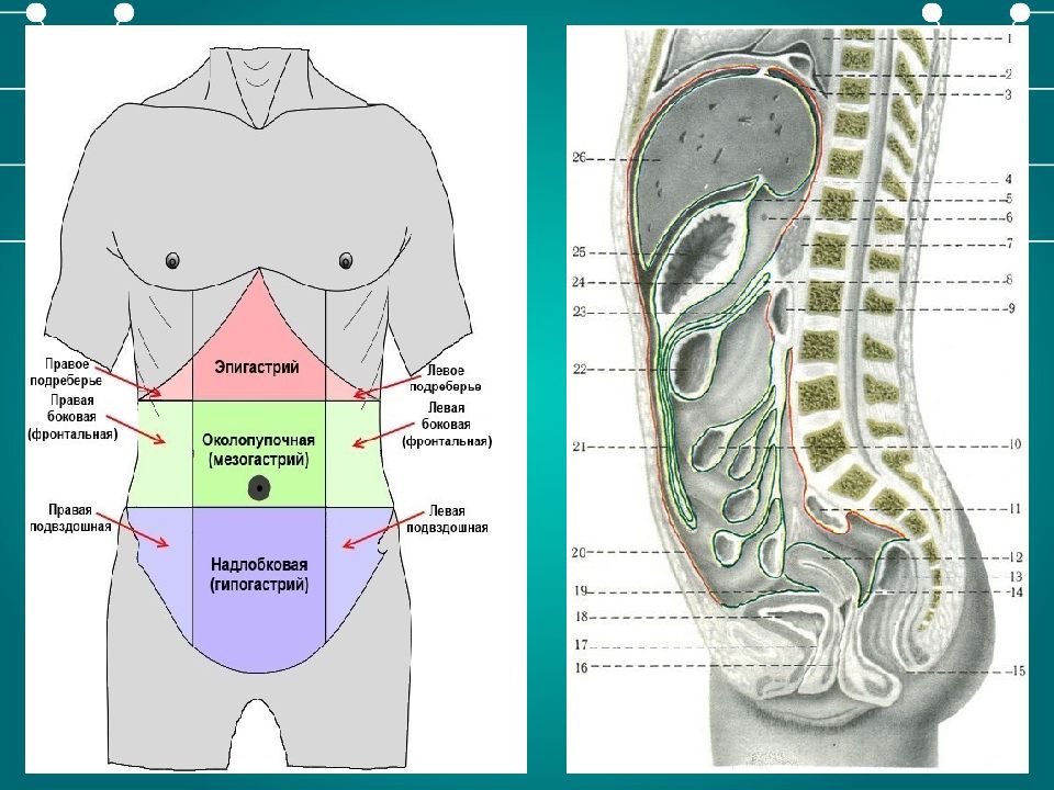 Отделы живота человека схема