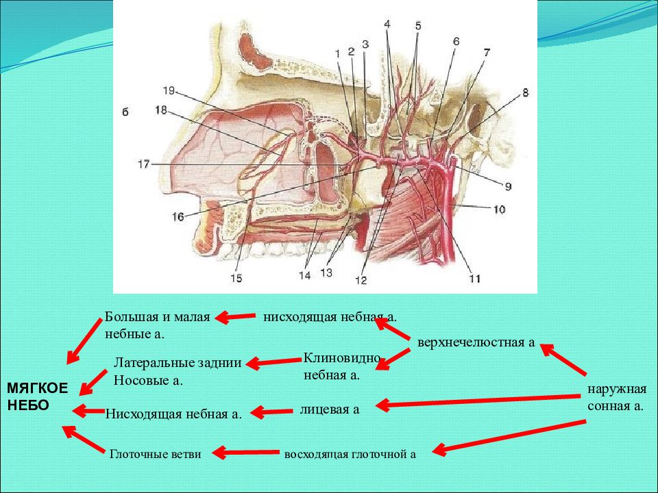 Иннервация неба. Кровоснабжение мягкого неба. Кровоснабжение твердого и мягкого неба. Кровоснабжение мышц мягкого неба. Кровоснабжение и иннервация мышц мягкого неба.