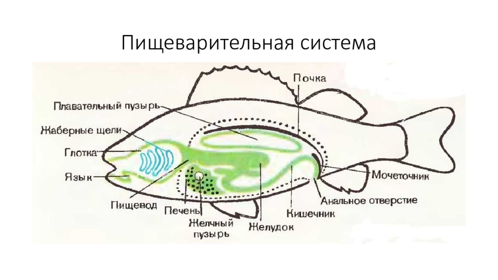 Нервная система рыб кратко. Нервная система речного окуня. Выделительная система рыб. Плавательный пузырь речного окуня:. Речной окунь строение.