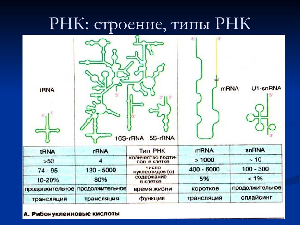 Размеры рнк. Типы РНК строение. Структура р РНК. Строение рибосомальной РНК.