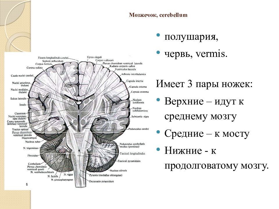 Мост и мозжечок строение. Верхняя мозжечковая ножка латынь. Средний мозг связан с мозжечком: 1) верхними ножками. Ножки мозжечка верхняя средняя нижняя. Ножки мозжечка верхняя средняя нижняя анатомия.