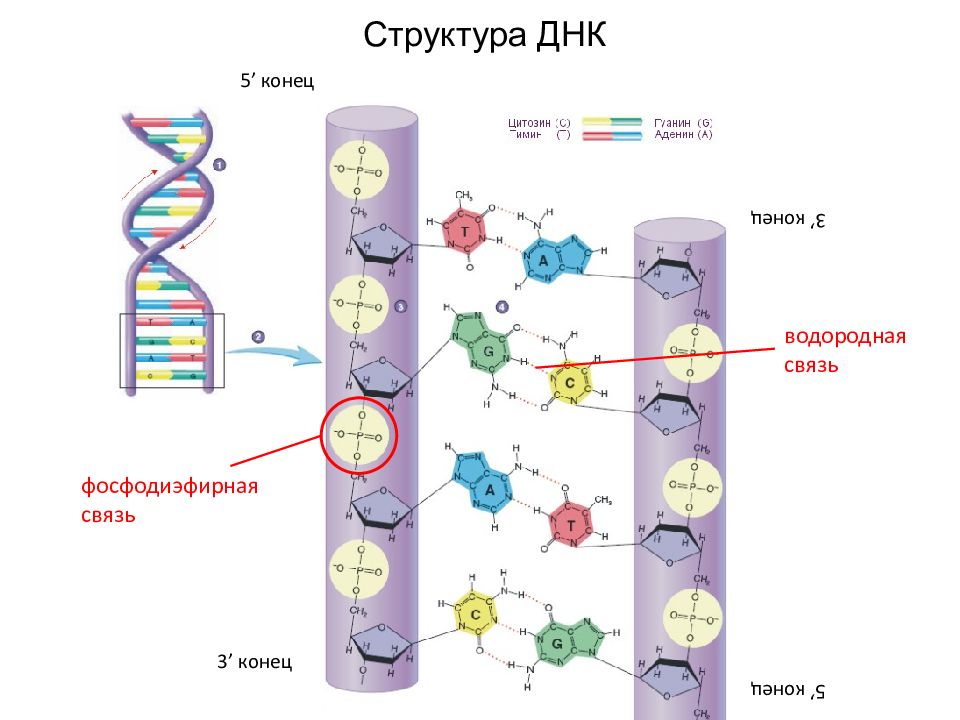 Работа днк