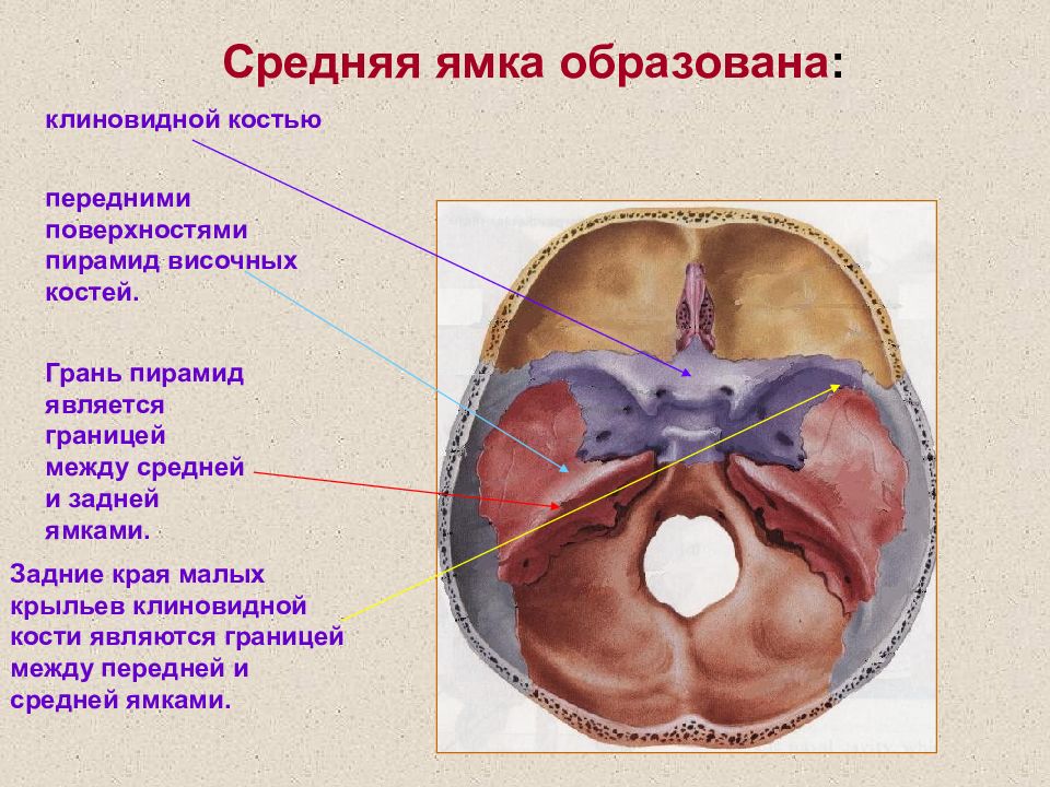 Гипофизарная ямка